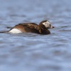 Hoholka ledni - Clangula hyemalis - Long-tailed Duck 8836